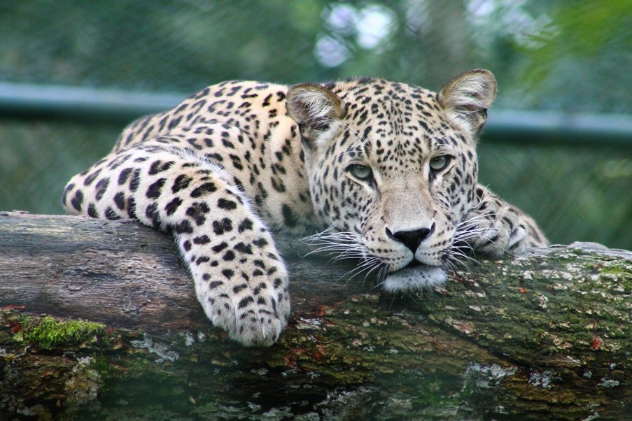 Zookeeping Online Courses