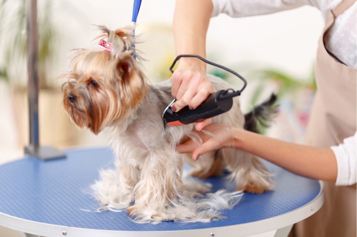 groomer grooming a yorkshire terrier