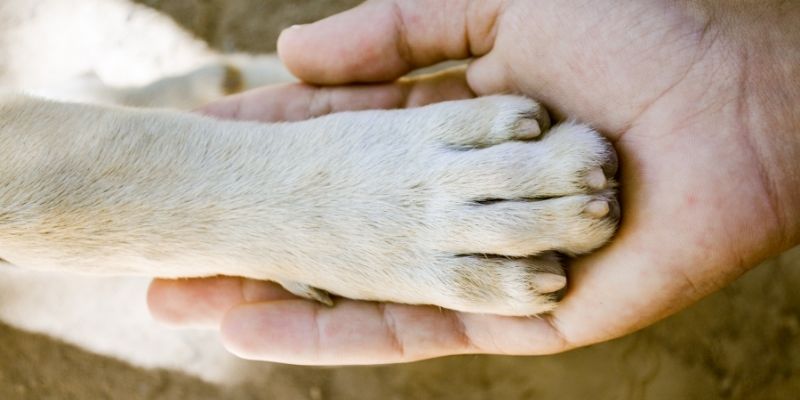 A Guide to the Best Animal Care Courses Online