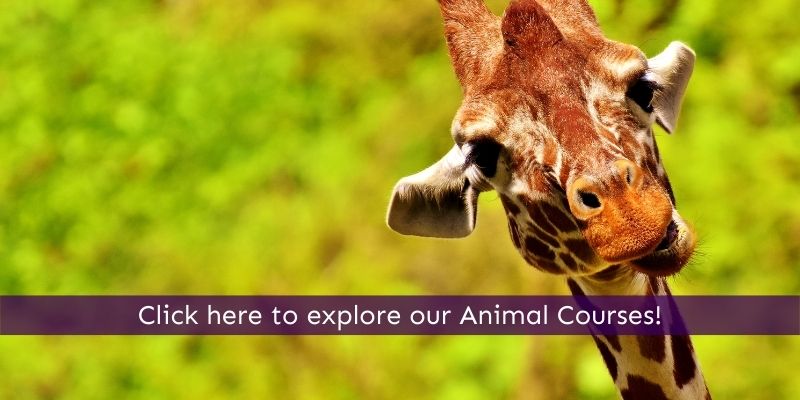 Study courses online that will help you start a career with giraffes