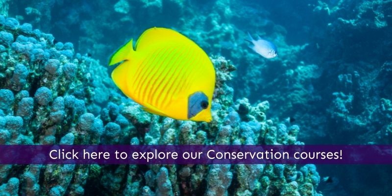 Study conservation online
