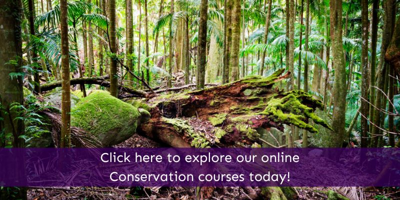 Online Conservation Courses Animal Courses Direct