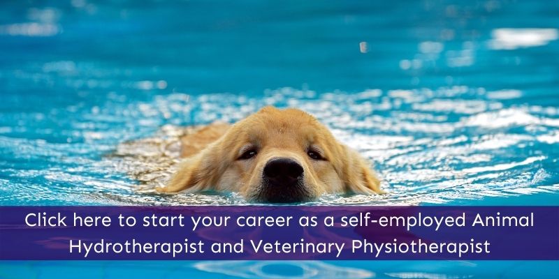 Animal Hydrotherapy and Veterinary Physiotherapy Animal Courses Direct
