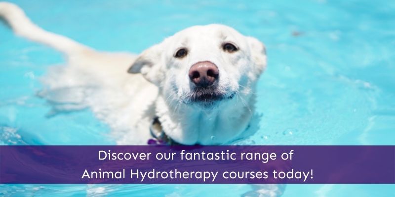 Animal online course animal courses direct