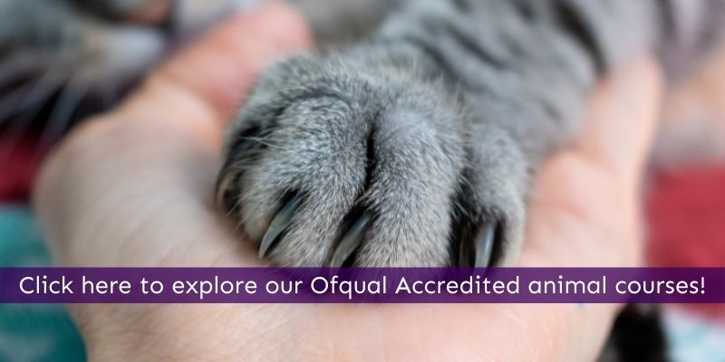 Get qualified for animal jobs online