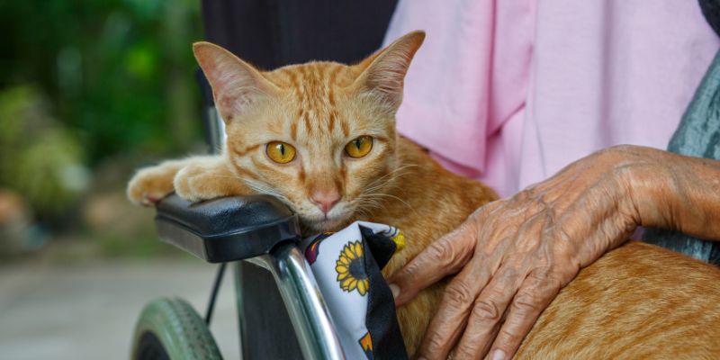 Animal Assisted Intervention with Cat