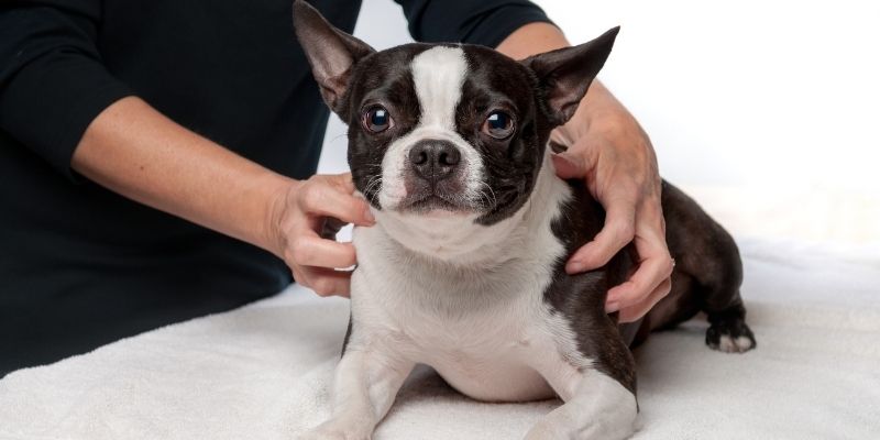 Animal Care online courses animal courses direct