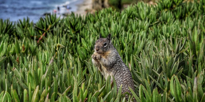 Animal Courses Online