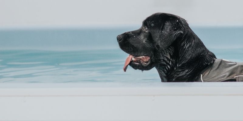 Animal Physiotherapy and Hydrotherapy