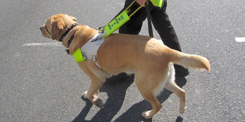 Dog-walking-in-road