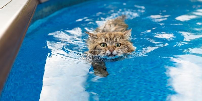 Study Online Animal Courses