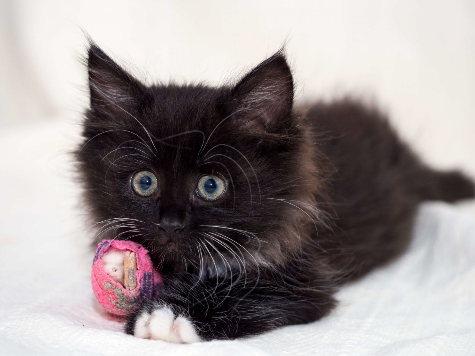 black Cat in bad
