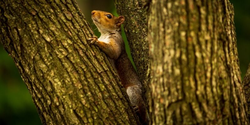 How to Become a British Wildlife Rehabilitator