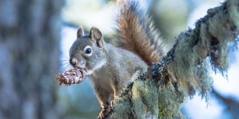 British Wildlife rehabilitation courses