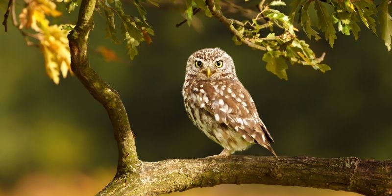 Wildlife Studies