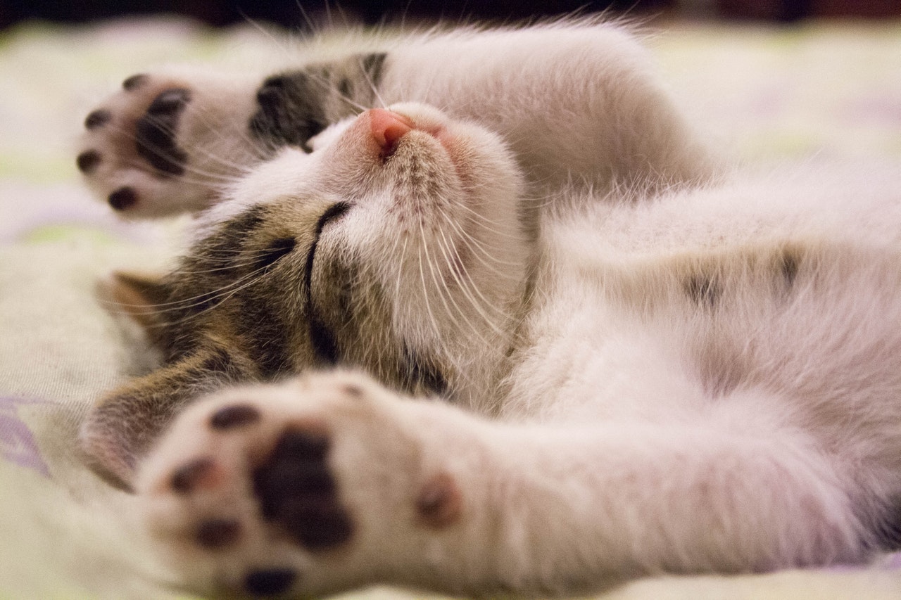 Cat is Sleeping