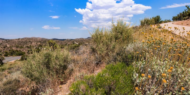 Conservation Facts and Wildlife
