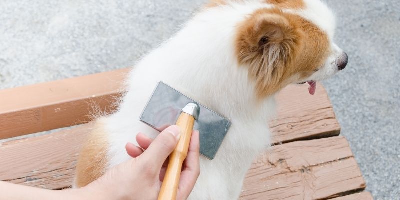 Dog Groomer Careers
