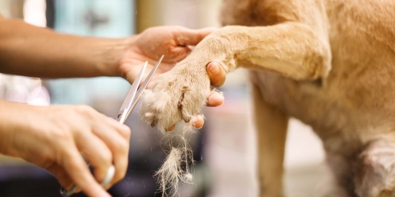 Dog Grooming Online Courses