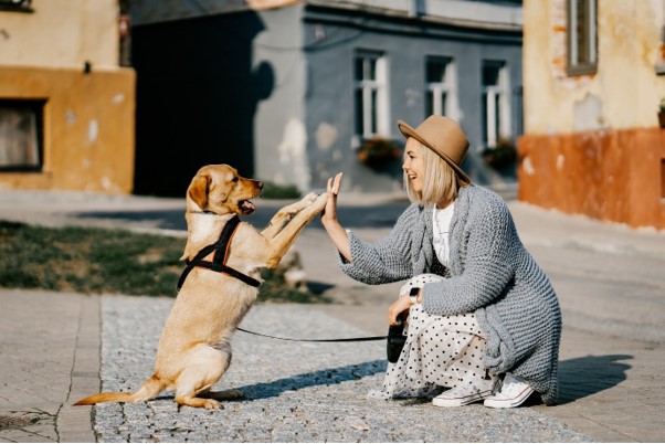 Animal Companions Reduce Stress