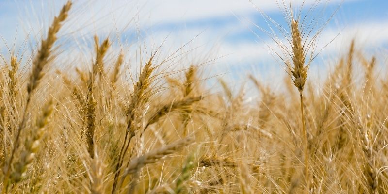 Farming and Agriculture Online Courses