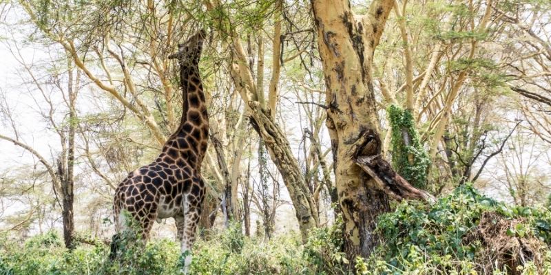 Giraffe Facts - Giraffes are a keystone species