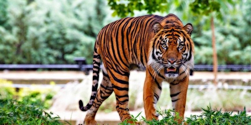 Guide to the most popular wildlife courses