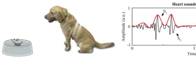 sensor dog wearable