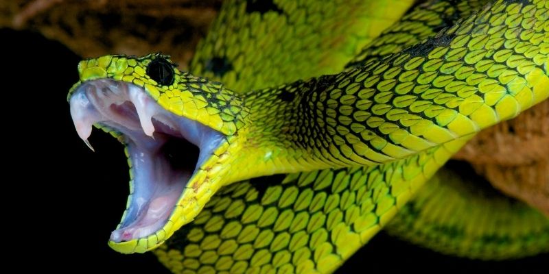 How Are Reptiles Important to The Environment