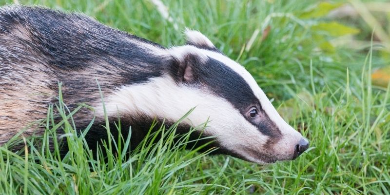Online Wildlife Courses