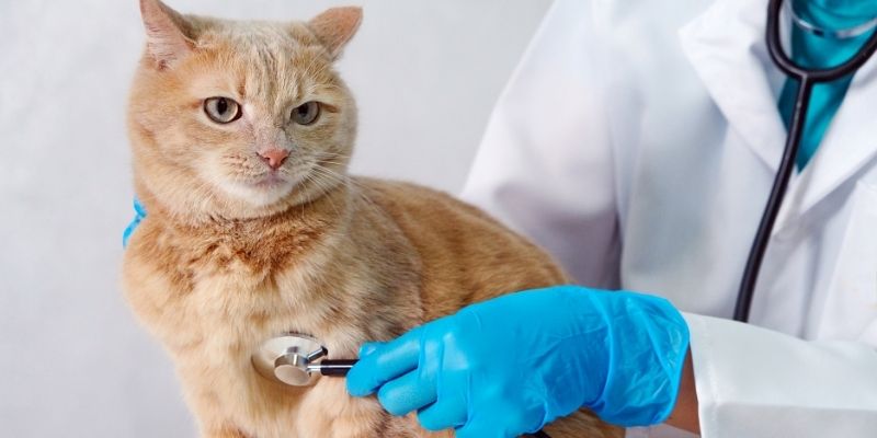 How to Upskill for a Vet Nurse to a Animal Hydrotherapist