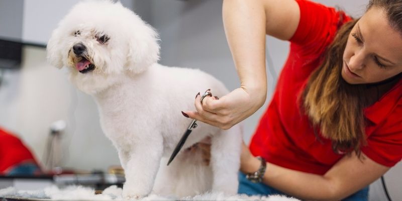 How to become a Dog Groomer