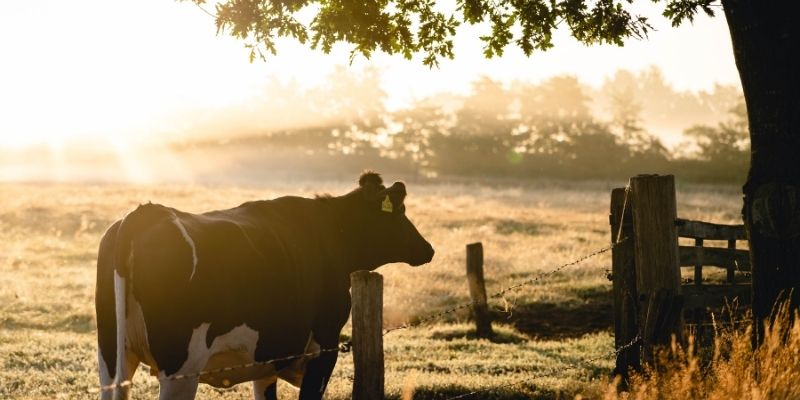Land Based and Farming online courses Animal Courses Direct