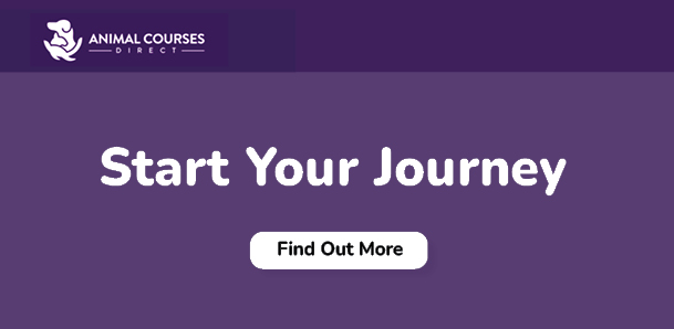 Study online animal courses 