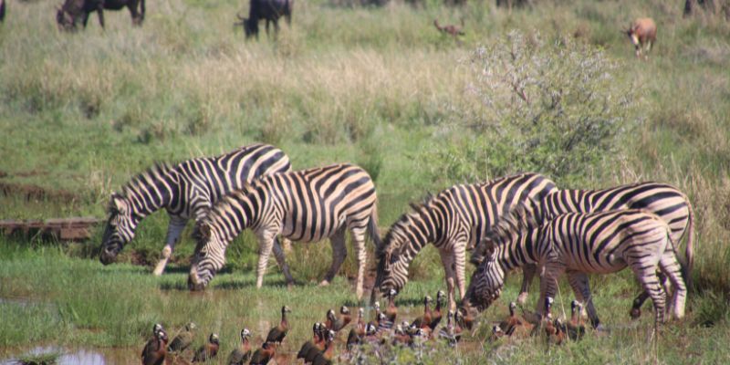 Online Animal Conservation Courses
