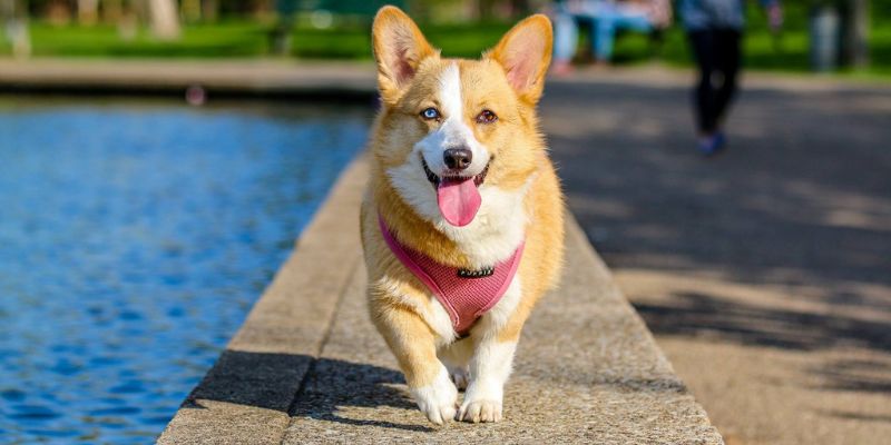 Online Animal Courses and Careers