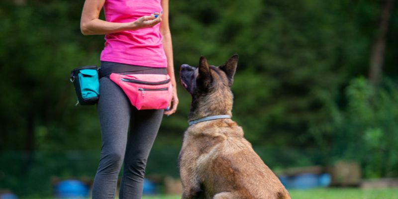 Online Canine Care courses Animal Courses