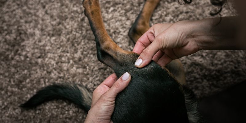 Online Canine Dog Care courses