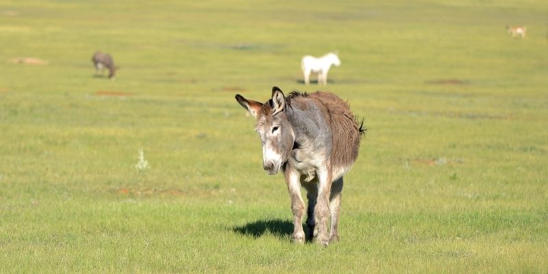British Wildlife Online Courses Animal Courses Direct