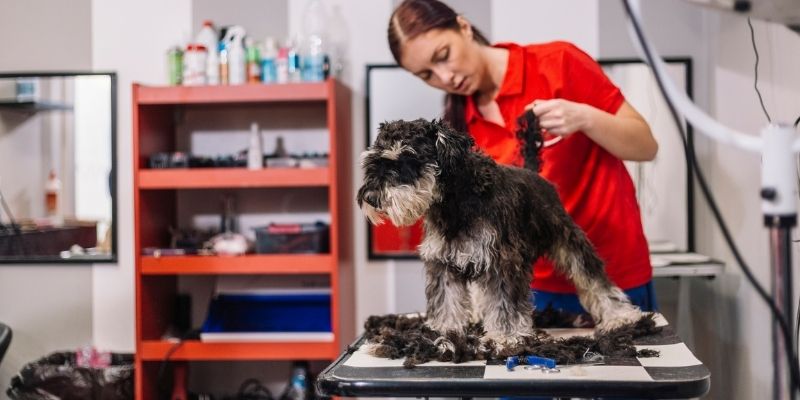 Our Top 5 Canine Courses for Dog Lovers