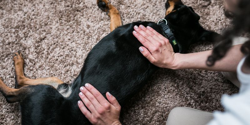 Pet care Online Courses