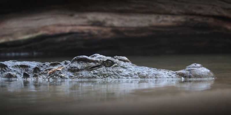 How Are Reptiles Important to The Environment