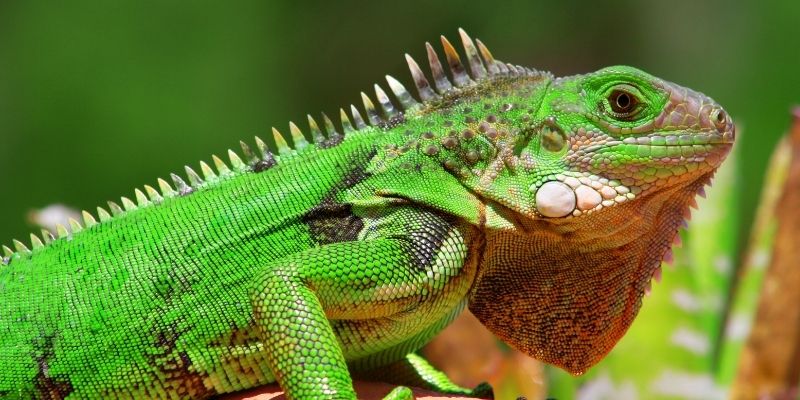 Reptile Studies Online Courses