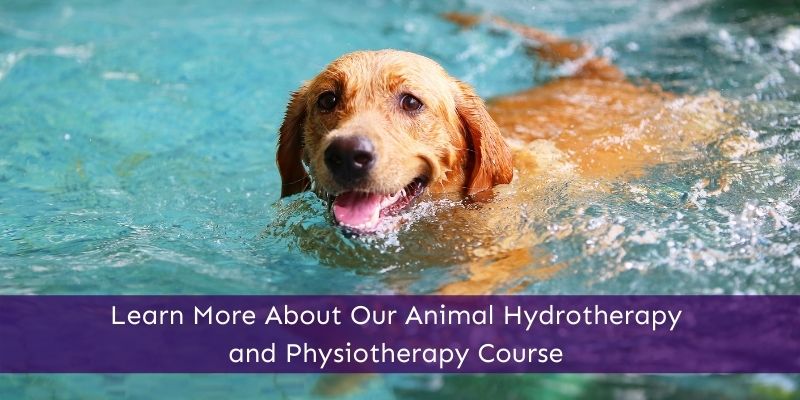Small Animal Hydrotherapy
