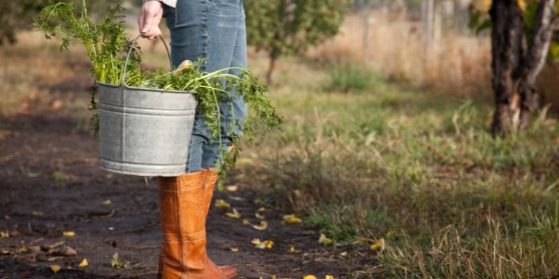 The Benefits of Farming on the environment