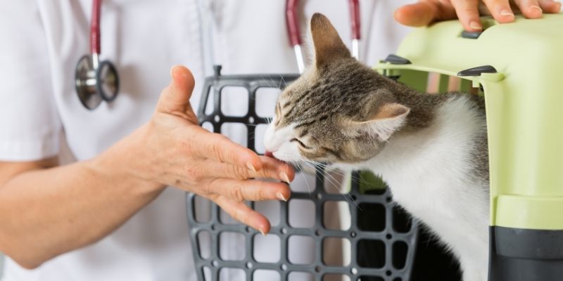 Top 5 Reasons to Study Feline Courses