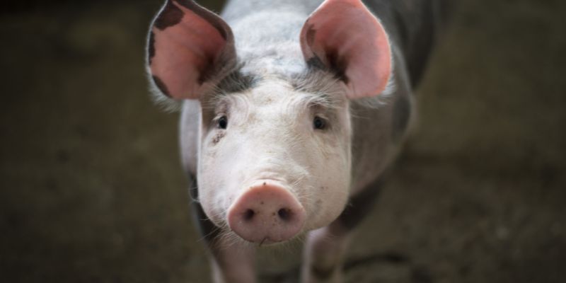 Pig Saves Owners Life
