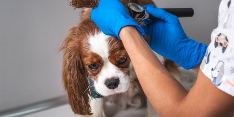 Veterinary Nursing Online Courses