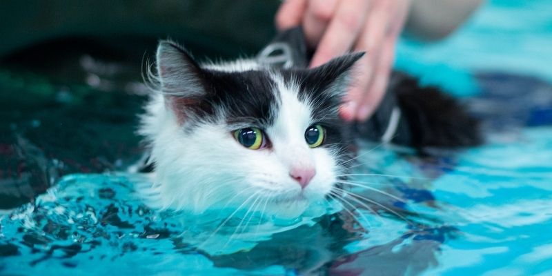 Veterinary online courses