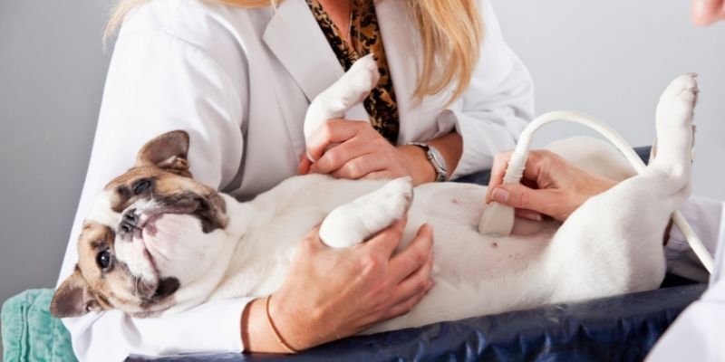 What are the Roles and Responsibilities of a Veterinary Receptionist